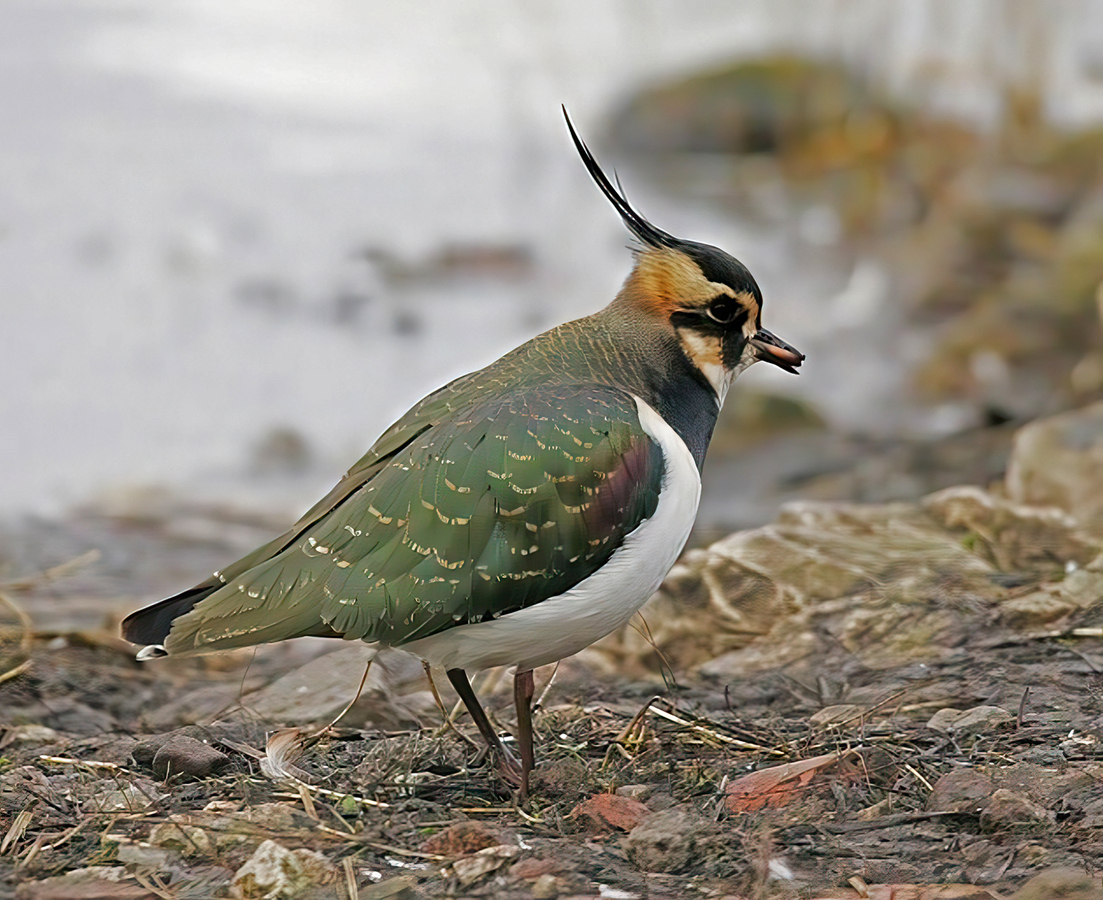 Green Plover poolside with food